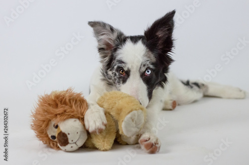 Cute pretty dog
