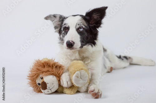 Cute pretty dog