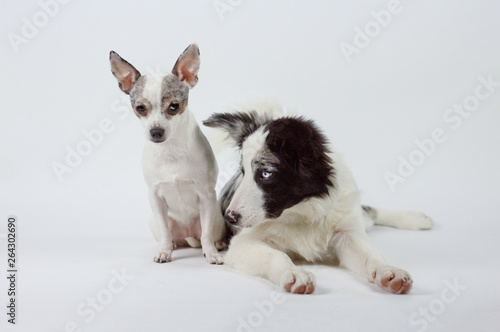 Cute pretty dog