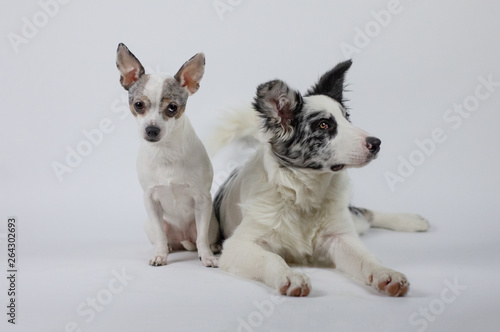 Cute pretty dog