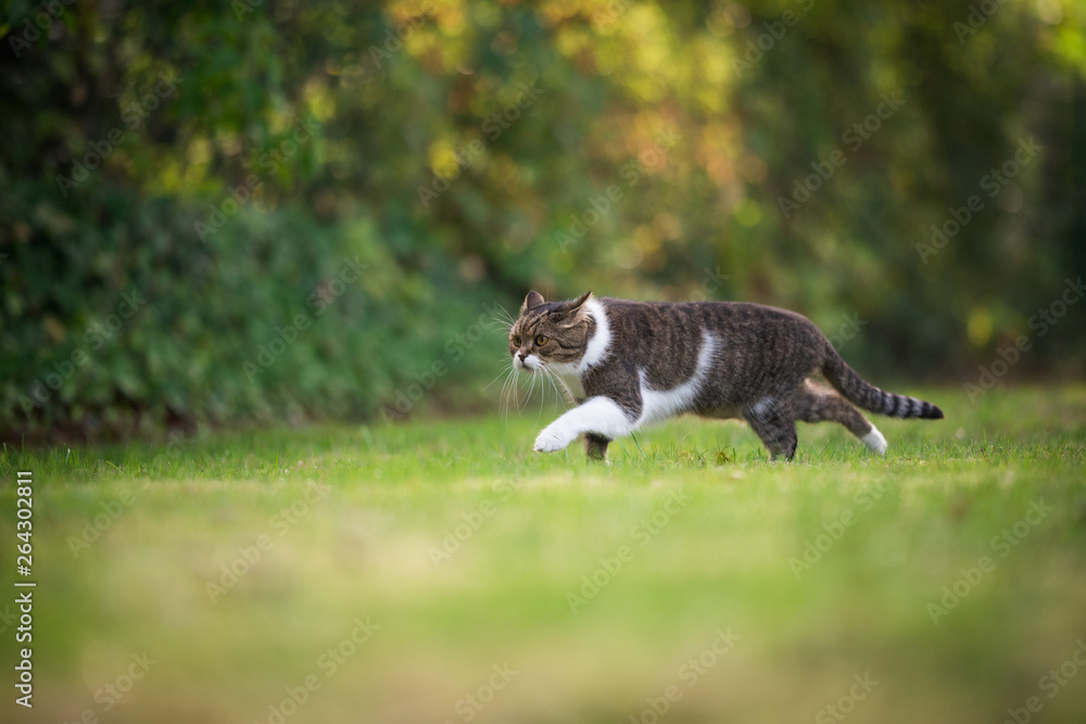 british shorthair cat sneaking through the garden