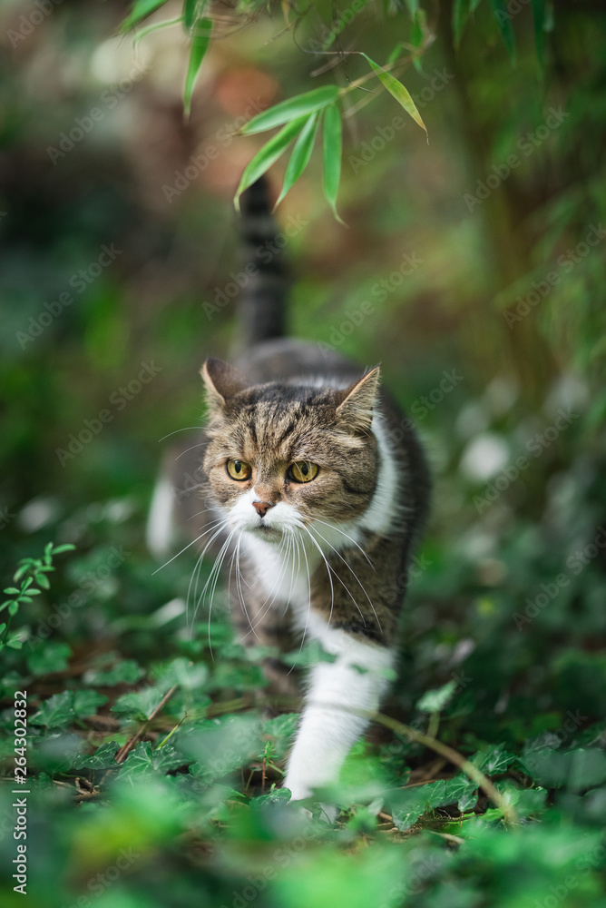 british shorthair cat hunting between ivy and bamboo plants british shorthair cat hunting between ivy and bamboo plants