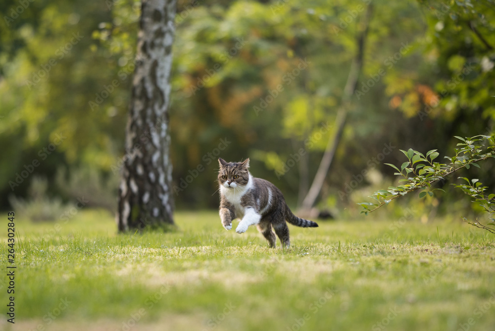 british shorthair cat playing around and running through backyard british shorthair cat playing around and running through backyard