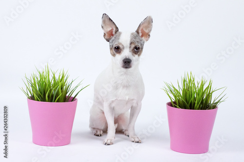 Cute pretty dog