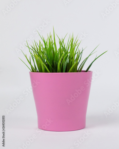 super cute green plant