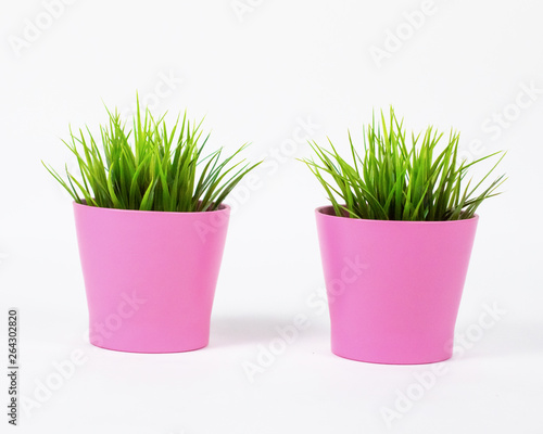 super cute green plant