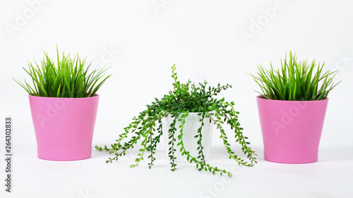 super cute green plant