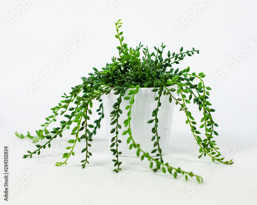 super cute green plant