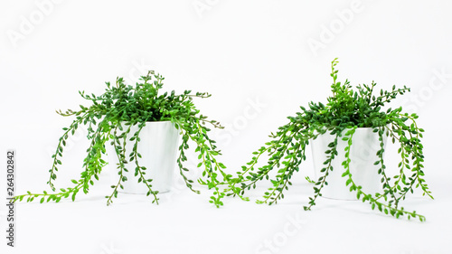 super cute green plant