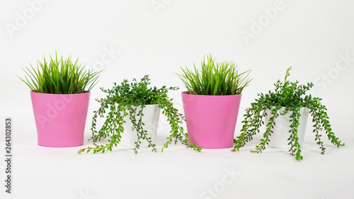 super cute green plant