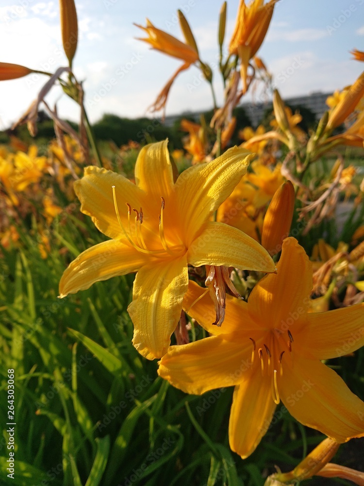 Fototapeta premium Yellow flowers on the field