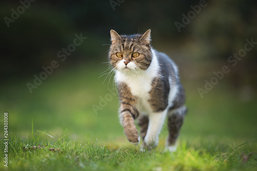 portrait of a tabby british shorthair cat jumping over the lawn in the back yard