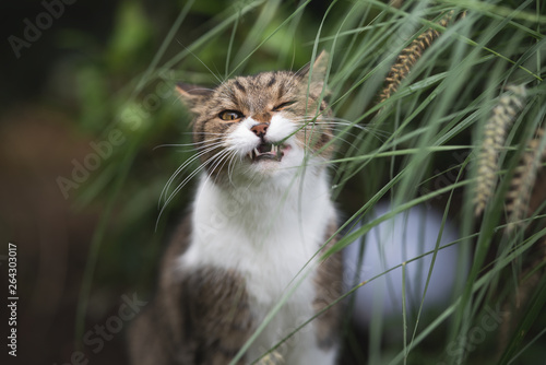 Obraz na plátně front view of a tabby british shorthair cat in the garden  chewing on catgrass l