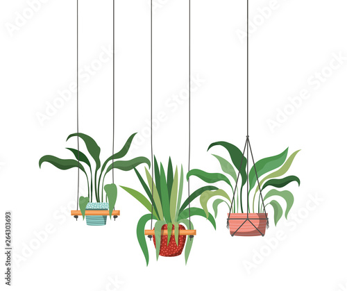 houseplants on macrame hangers icon
