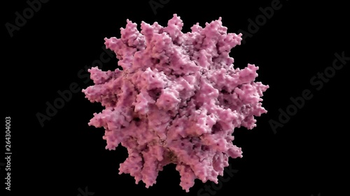 Avian Infectious Bursal Disease Virus (IBDV) Capsid Structure based on PDB : 1WCD, 360 degree rotation loop