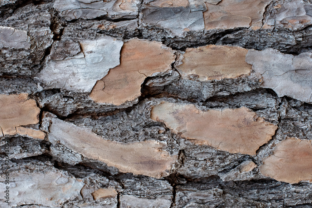 Fototapeta premium Layered and textured bark of a pine tree background ~BARK OF A TREE~