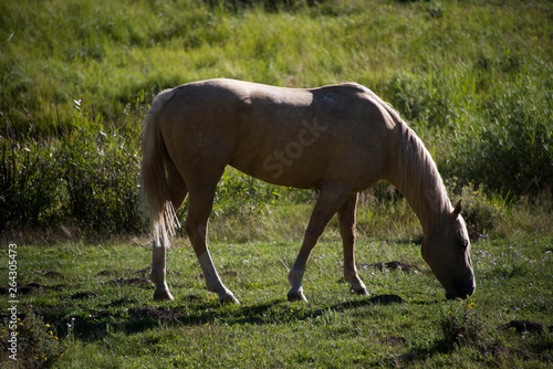 Light Mane Horse