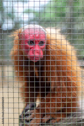 red uakari photo