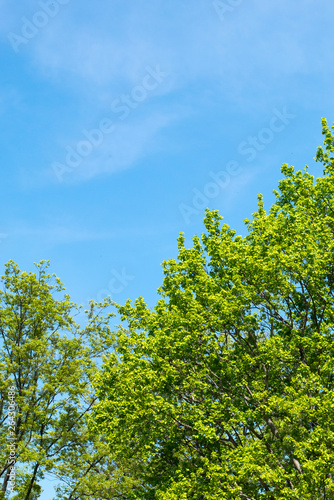 Fresh foliages in a spring day