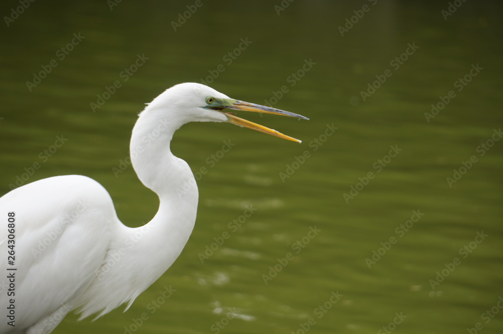 great white egret in the water great white egret in the water