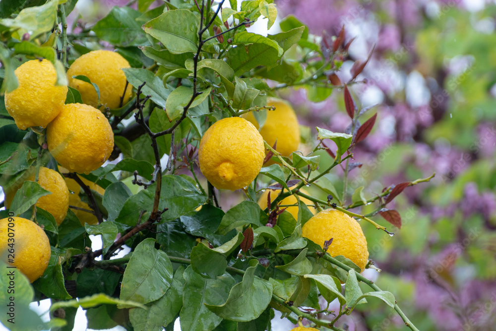 Ripe yellow lemon, tropical citrus fruit hanging on tree with water drops in rain with pink blossoming tree on background