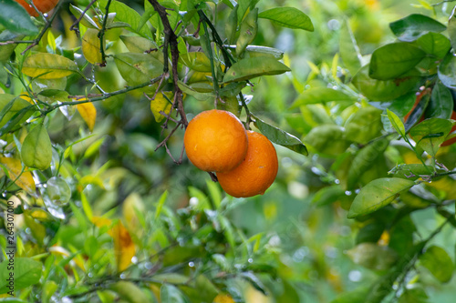 Orange citrus fruit plantations on Peloponnese, Greece, new harvest of sweet juicy oranges