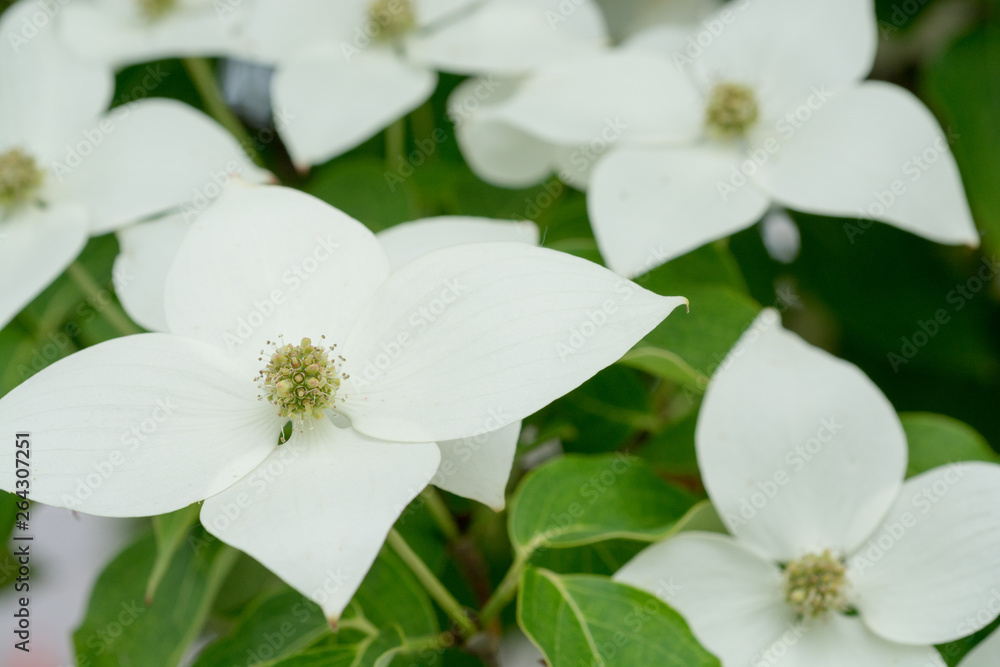 Fototapeta premium 白いヤマボウシの花