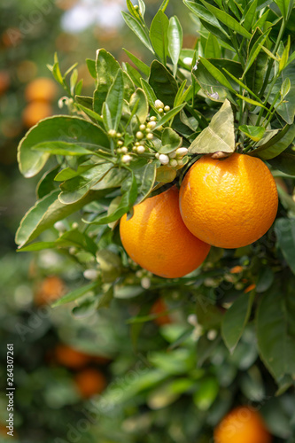 Orange citrus fruit plantation on Peloponnese, Greece, new harvest of sweet juicy oranges