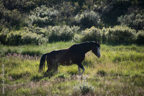 Dark Brown Horse in Meadow © Mark