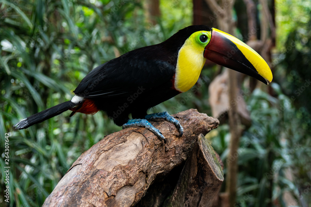 Fototapeta premium Yellow Throated Toucan in Costa Rica rainforest