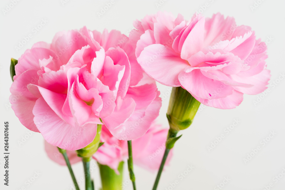 Fototapeta premium 白背景のピンクのカーネーション
