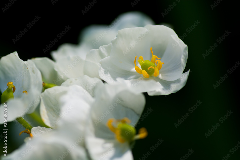 白い野の花　サンカヨウ