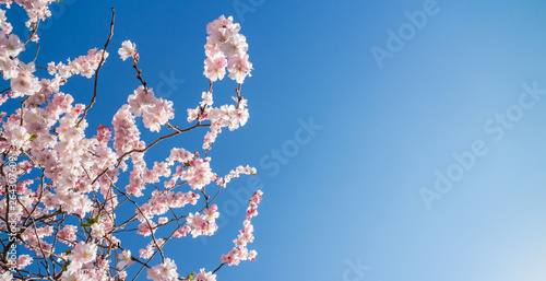 spring blossom against deep blue sky