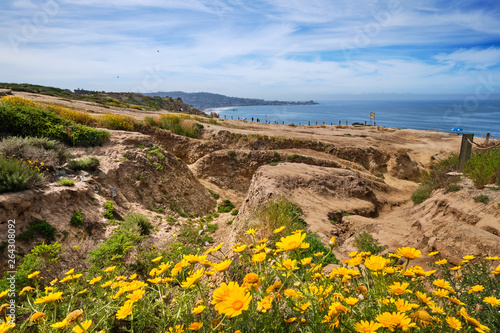 Deeply eroded cliff tops at Torrey Pines brightened by yellow Sea Dahlias