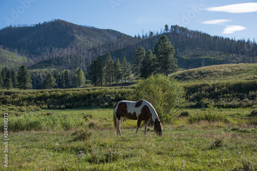 Horse grazing with mountain and trees