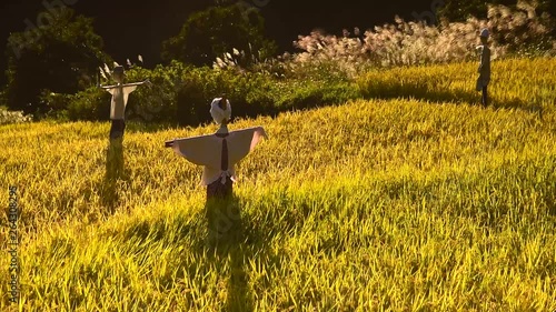 長野県飯山市の福島棚田の秋の風景