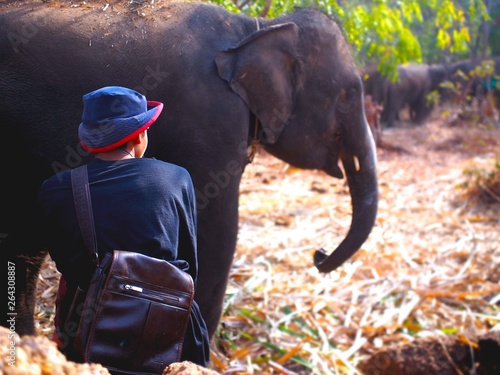 elephant and mahout