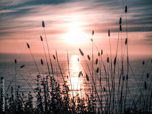 sunset in the field and sea
