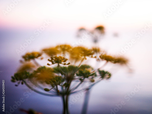 Flowers in the wind