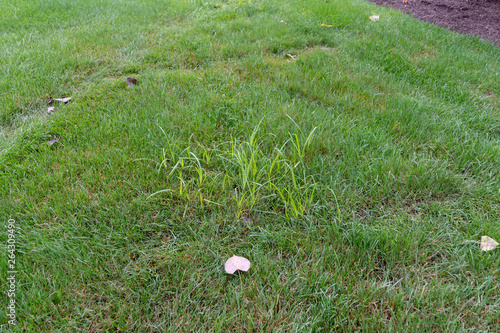 nutsedge in grass