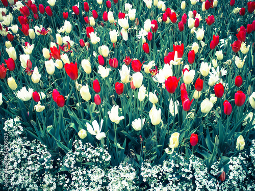 colorful tulips