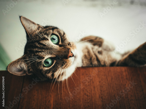 portrait of a cat