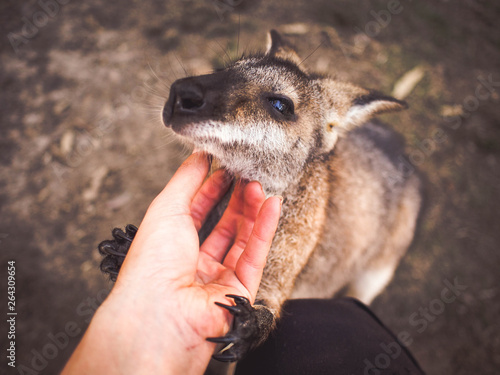 Wallaby and hand