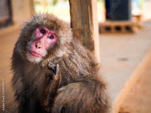 Macaque in Japan
