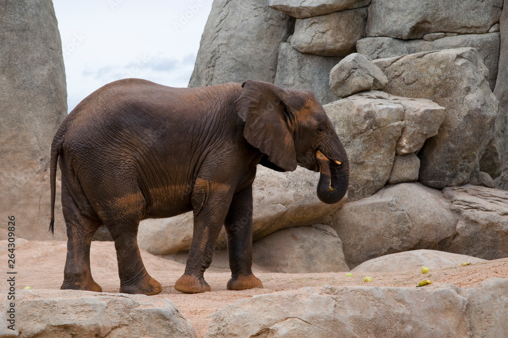 Fototapeta premium un gran elefante marrón