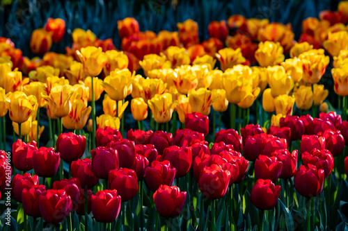 Beautiful red, yellow and orange tulips in sunny weather in Holland
