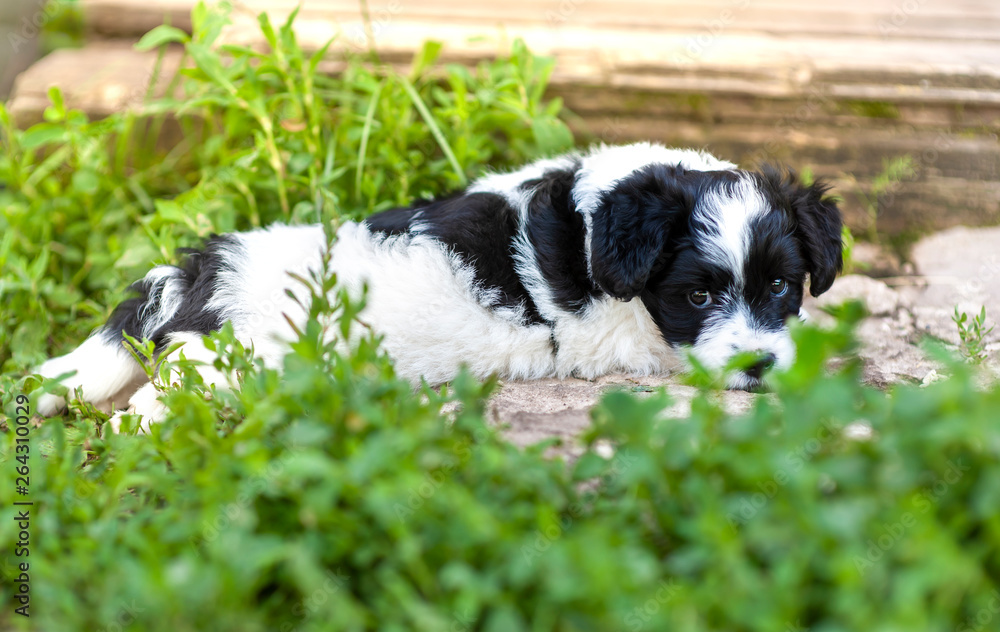 Cute puppy outdoor