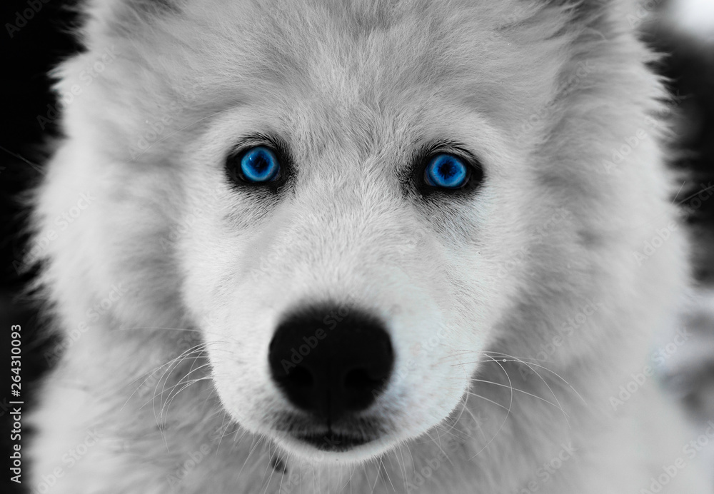 Obraz premium ANIMAUX