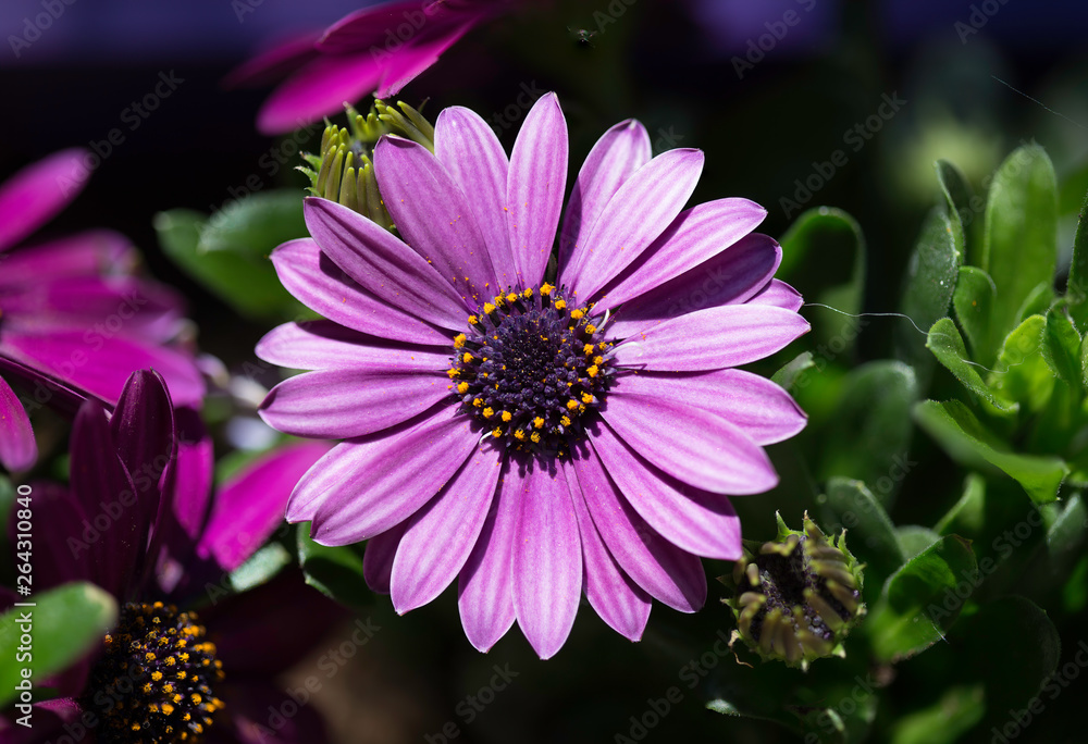 Obraz premium NATURE