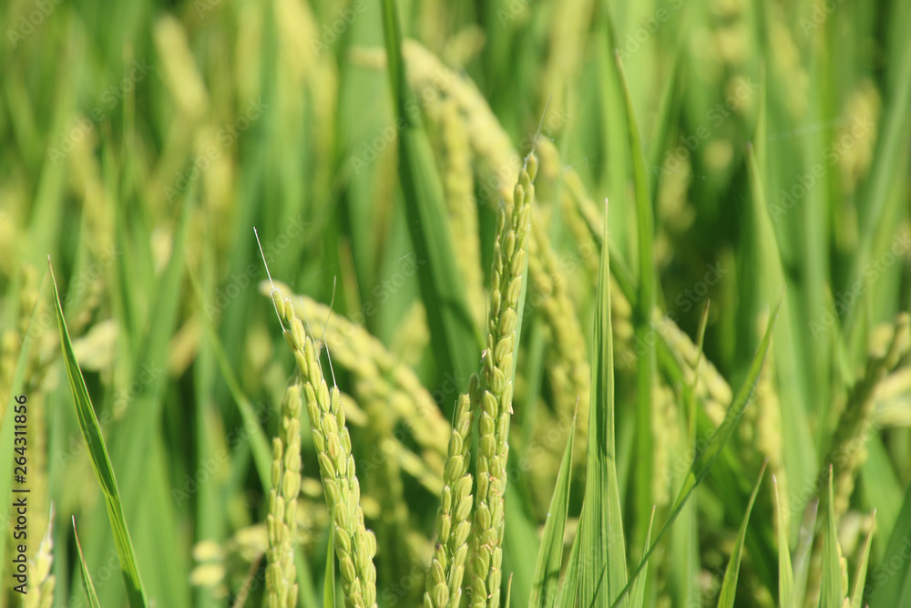 夏の稲穂 夏の稲穂